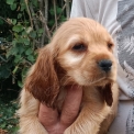 Cette petite femelle Cocker Anglais Spaniel propos�e � l'achat est n�e le 11/06/2026.