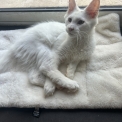 Chat Maine Coon proposé par l’élevage Chatterie du Ciel d'Emeraude.