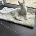 Chat Maine Coon proposé par l’élevage Chatterie du Ciel d'Emeraude.