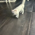 Chaton Maine Coon de race  en région Auvergne-Rhône-Alpes.