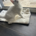 Chaton Maine Coon de race – prix 990 €.