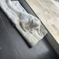 Chat Maine Coon proposé par l’élevage Chatterie du Ciel d'Emeraude.