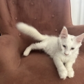 Maine Coon disponible en Isère