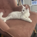 Chat Maine Coon proposée par l’élevage Chatterie du Ciel d'Emeraude.
