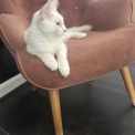 Chaton Maine Coon de race – prix 990 €.