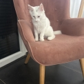 Chaton Maine Coon de race – prix 990 €.