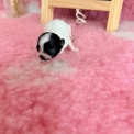 Chiot Chihuahua sans pedigree – prix 1110 €.