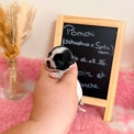 Chihuahua disponible dans le Pas-de-Calais