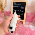 Chihuahua disponible dans le Pas-de-Calais