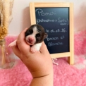 Chiot Chihuahua sans pedigree – prix 1110 €.