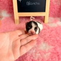 Chihuahua disponible dans le Pas-de-Calais