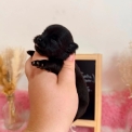 Chihuahua disponible dans le Pas-de-Calais
