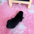 Chiot Chihuahua sans pedigree – prix 1110 €.