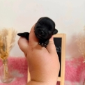 Chihuahua disponible dans le Pas-de-Calais