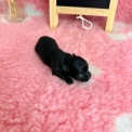 Chihuahua disponible dans le Pas-de-Calais