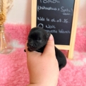 Chien Chihuahua proposée par l’élevage Domaine des terres lorginoise.