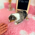 Chien Berger américain miniature proposée par l’élevage Domaine des terres lorginoise.