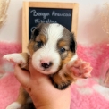 Chiot Berger américain miniature sans pedigree – prix 1660 €.