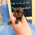 Chien Chihuahua proposé par l’élevage Domaine des terres lorginoise.