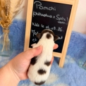 Chihuahua disponible dans le Pas-de-Calais