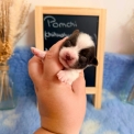 Chihuahua disponible dans le Pas-de-Calais