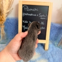 Chiot Chihuahua sans pedigree – prix 1110 €.