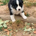 Chiot Berger américain miniature sans pedigree  en région Hauts-de-France.