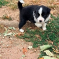 Chiot Berger américain miniature sans pedigree – prix 1160 €.