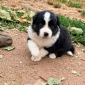 Chiot Berger américain miniature sans pedigree – prix 1160 €.