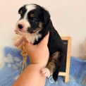 Chiot Berger américain miniature sans pedigree – prix 1160 €.