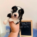 Chiot Berger américain miniature sans pedigree  en région Hauts-de-France.