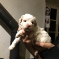 Chien Lagotto romagnolo proposée par l’élevage Domaine de Blacher.
