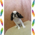 Chiot King Charles de race – prix 1900 €.