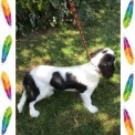 King Charles disponible en Charente-Maritime
