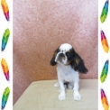 Chiot King Charles de race – prix 1900 €.