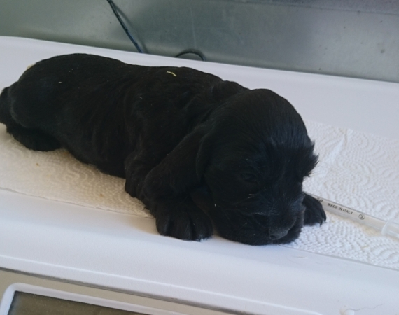 Petite femelle Cocker Anglais (Spaniel) née le 02/09/2026 est proposée – vendue 1600 €.