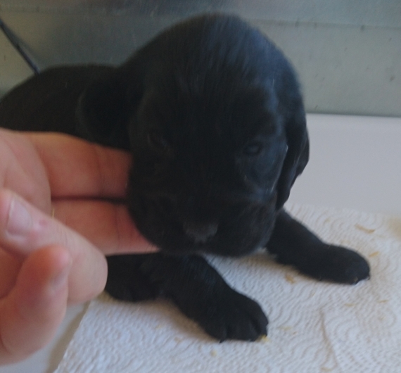 Petit mâle Cocker Anglais (Spaniel) né le 04/09/2026 est proposé – vendu 1600 €.