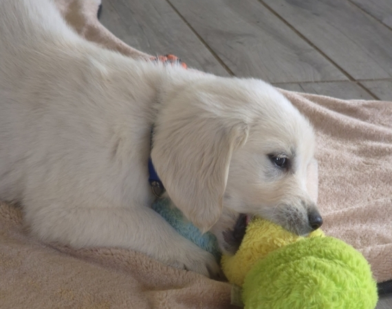 Petit mâle Golden Retriever né le 12/07/2026 est proposé – vendu 1300 €.