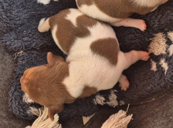 Petit mâle Terrier Brésilien né le 23/08/2026 est proposé – vendu 1300 €.