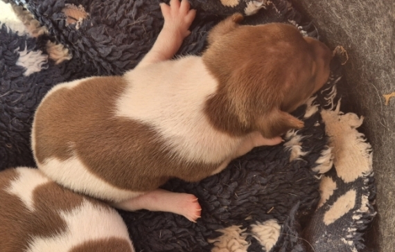 Petit mâle Terrier Brésilien né le 23/08/2026 est proposé – vendu 1300 €.
