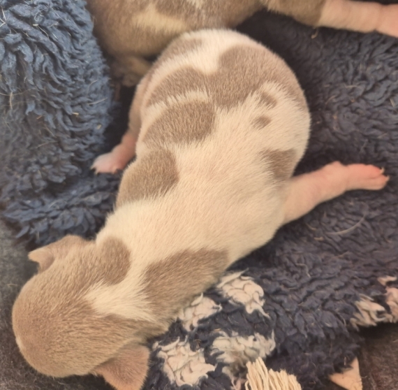 Petite femelle Terrier Brésilien née le 23/08/2026 est proposée – vendue 1500 €.