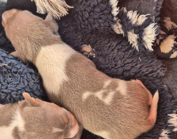 Petite femelle Terrier Brésilien née le 23/08/2026 est proposée – vendue 1500 €.
