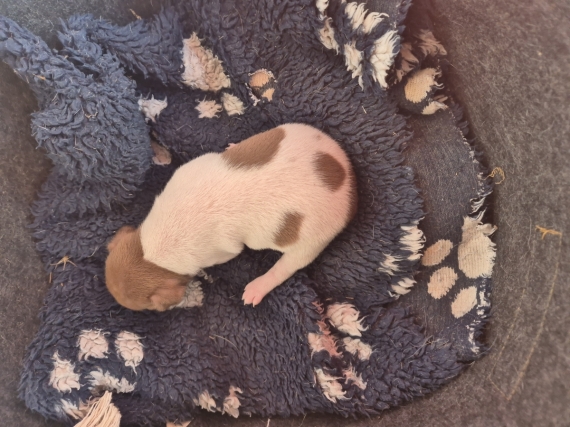 Petite femelle Terrier Brésilien née le 23/08/2026 est proposée – vendue 1500 €.