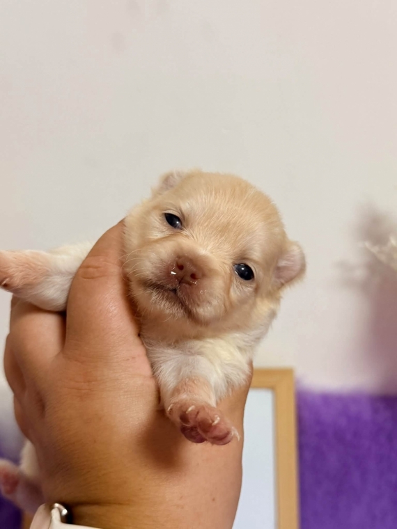 Petite femelle Chihuahua née le 18/08/2026 est proposée – vendue 1110 €.