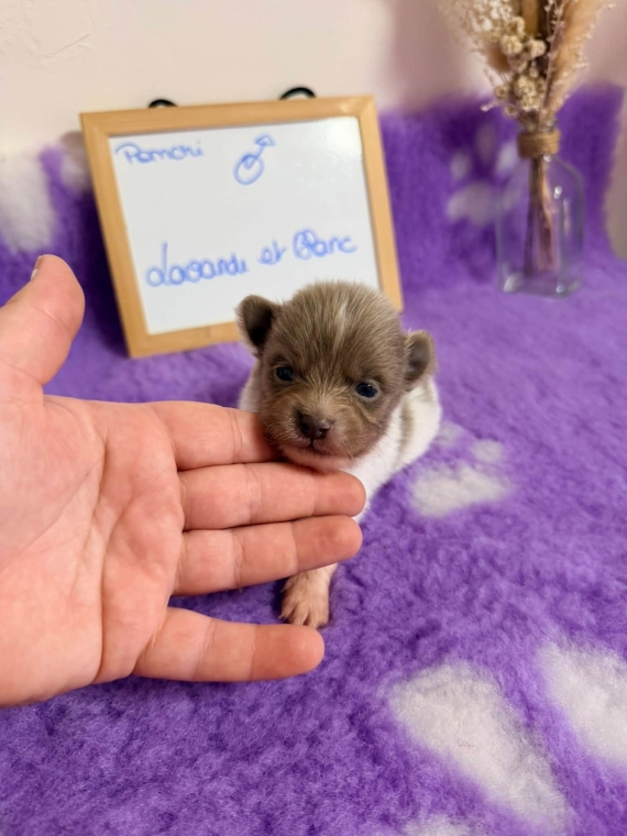 Petit mâle Chihuahua né le 18/08/2026 est proposé – vendu 1110 €.