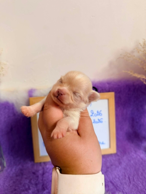 Petite femelle Chihuahua née le 18/08/2026 est proposée – vendue 1110 €.
