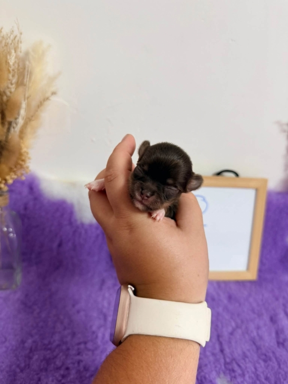 Petite femelle Chihuahua née le 04/09/2026 est proposée – vendue 1060 €.