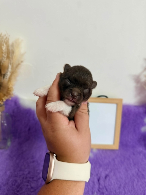 Petite femelle Spitz Allemand (Nain) née le 06/09/2026 est proposée – vendue 2060 €.