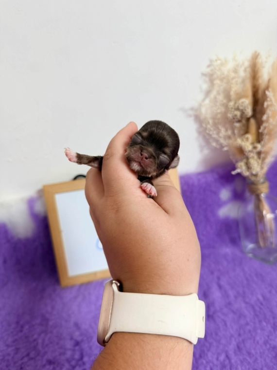 Petit mâle Chihuahua né le 04/09/2026 est proposé – vendu 1060 €.