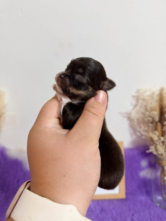 Petit mâle Chihuahua né le 04/09/2026 est proposé – vendu 1060 €.